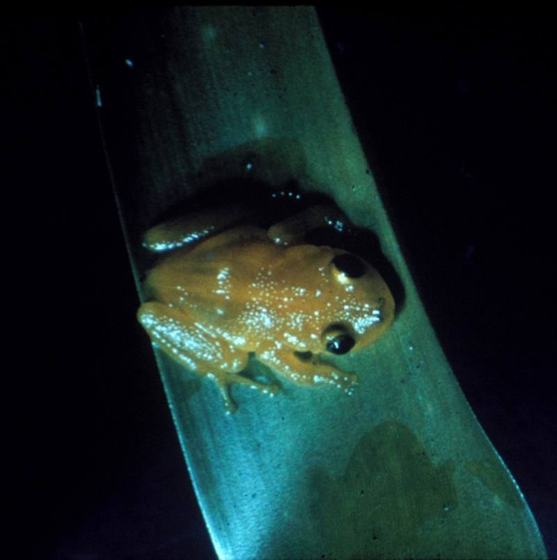 Golden Coqui Frog (Eleutherodactylus jasperi) {!--황금코퀴청개구리-->; DISPLAY FULL IMAGE.