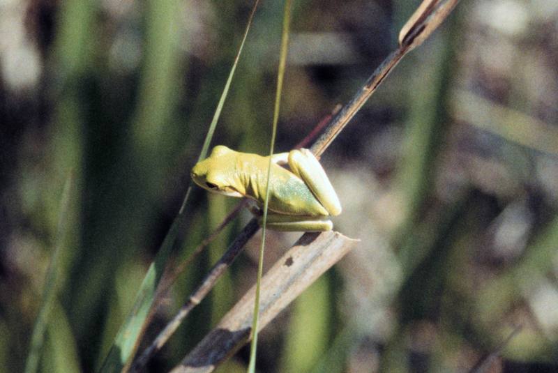 American Green Treefrog (Hyla cinerea) {!--아메리카청개구리-->; DISPLAY FULL IMAGE.