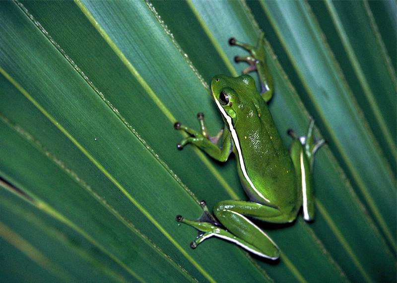 American Green Treefrog (Hyla cinerea) {!--아메리카청개구리-->; DISPLAY FULL IMAGE.