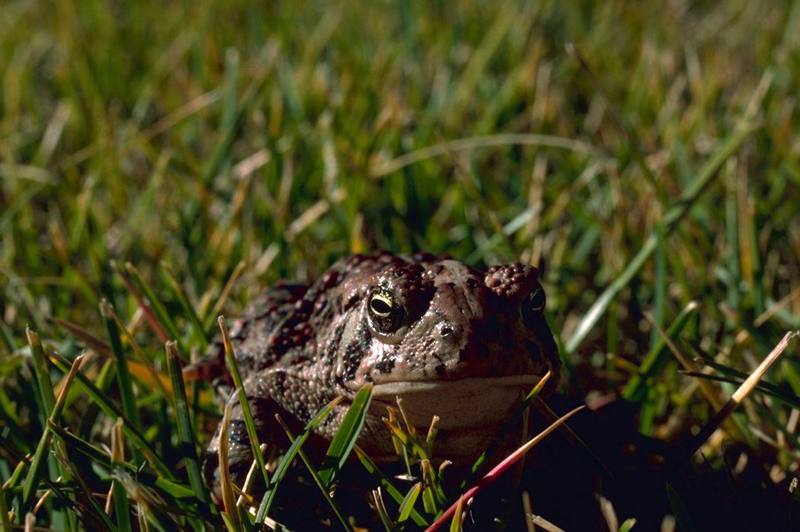 Woodhouse's Toad (Bufo woodhousii) {!--우드하우스두꺼비-->; DISPLAY FULL IMAGE.