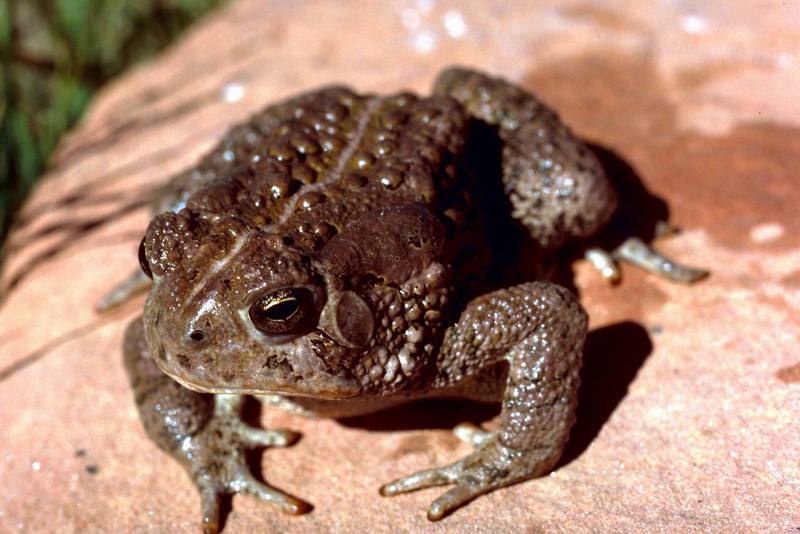 Woodhouse's Toad (Bufo woodhousii) {!--우드하우스두꺼비-->; DISPLAY FULL IMAGE.