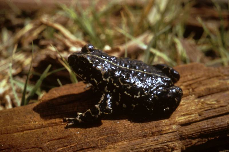 Black Toad (Bufo exsul) {!--검정두꺼비-->; DISPLAY FULL IMAGE.