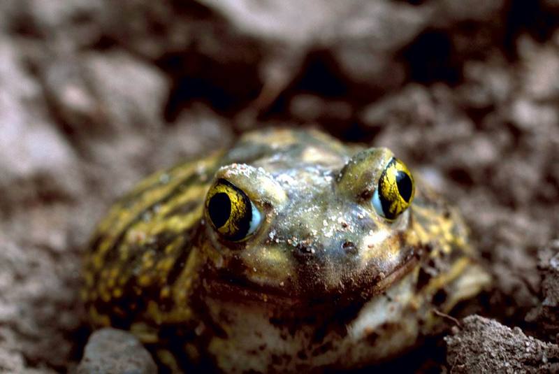 Couch's Spadefoot Toad (Scaphiopus couchii) {!--코치쟁기발개구리-->; DISPLAY FULL IMAGE.