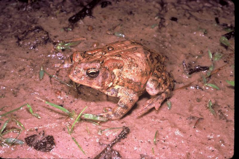 Houston Toad (Bufo houstonensis) {!--휴스턴두꺼비-->; DISPLAY FULL IMAGE.