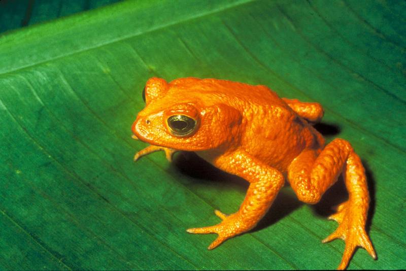 Monte Verde Golden Toad (Bufo periglenes) {!--황금두꺼비(오렌지두꺼비)-->; DISPLAY FULL IMAGE.