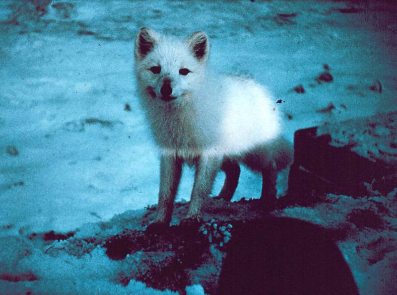 Arctic Fox (Alopex lagopus){!--북극여우-->; DISPLAY FULL IMAGE.