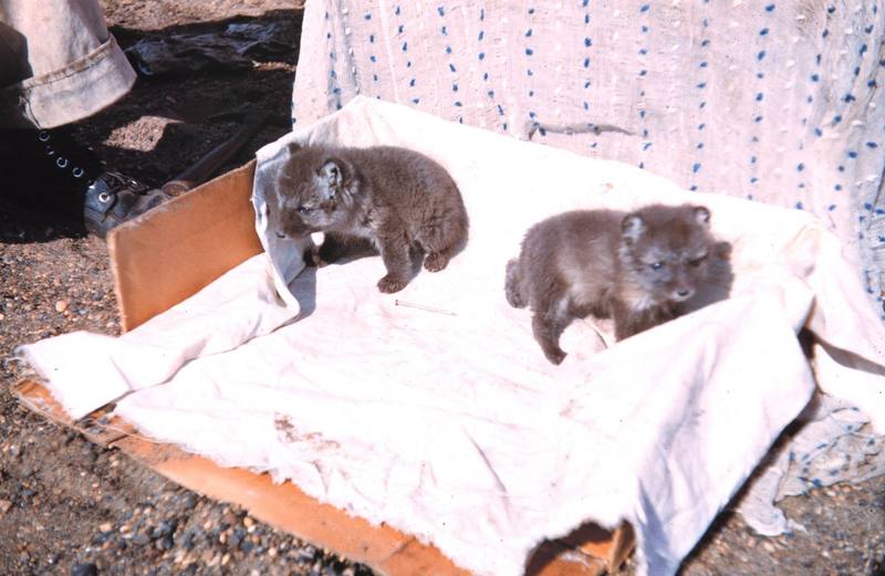 Arctic Fox cubs (Alopex lagopus){!--북극여우-->; DISPLAY FULL IMAGE.