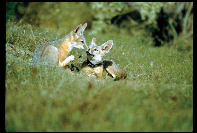 San Joaquin Kit Fox (Vulpes macrotis mutica) pair; DISPLAY FULL IMAGE.