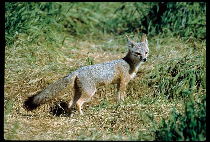 San Joaquin Kit Fox (Vulpes macrotis mutica); DISPLAY FULL IMAGE.