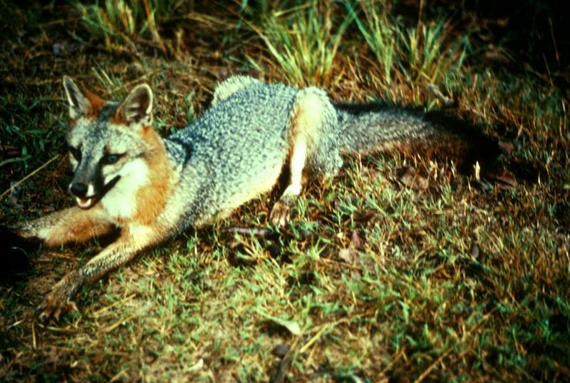 Gray Fox (Urocyon cinereoargenteus){!--회색여우-->; DISPLAY FULL IMAGE.