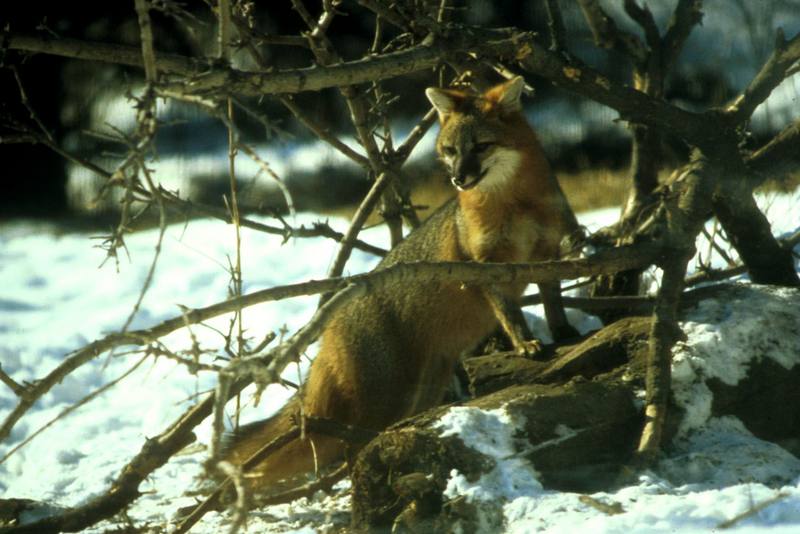 Gray Fox (Urocyon cinereoargenteus){!--회색여우-->; DISPLAY FULL IMAGE.