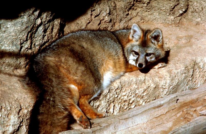 New Mexico, Gray Fox (Urocyon cinereoargenteus){!--회색여우-->; DISPLAY FULL IMAGE.