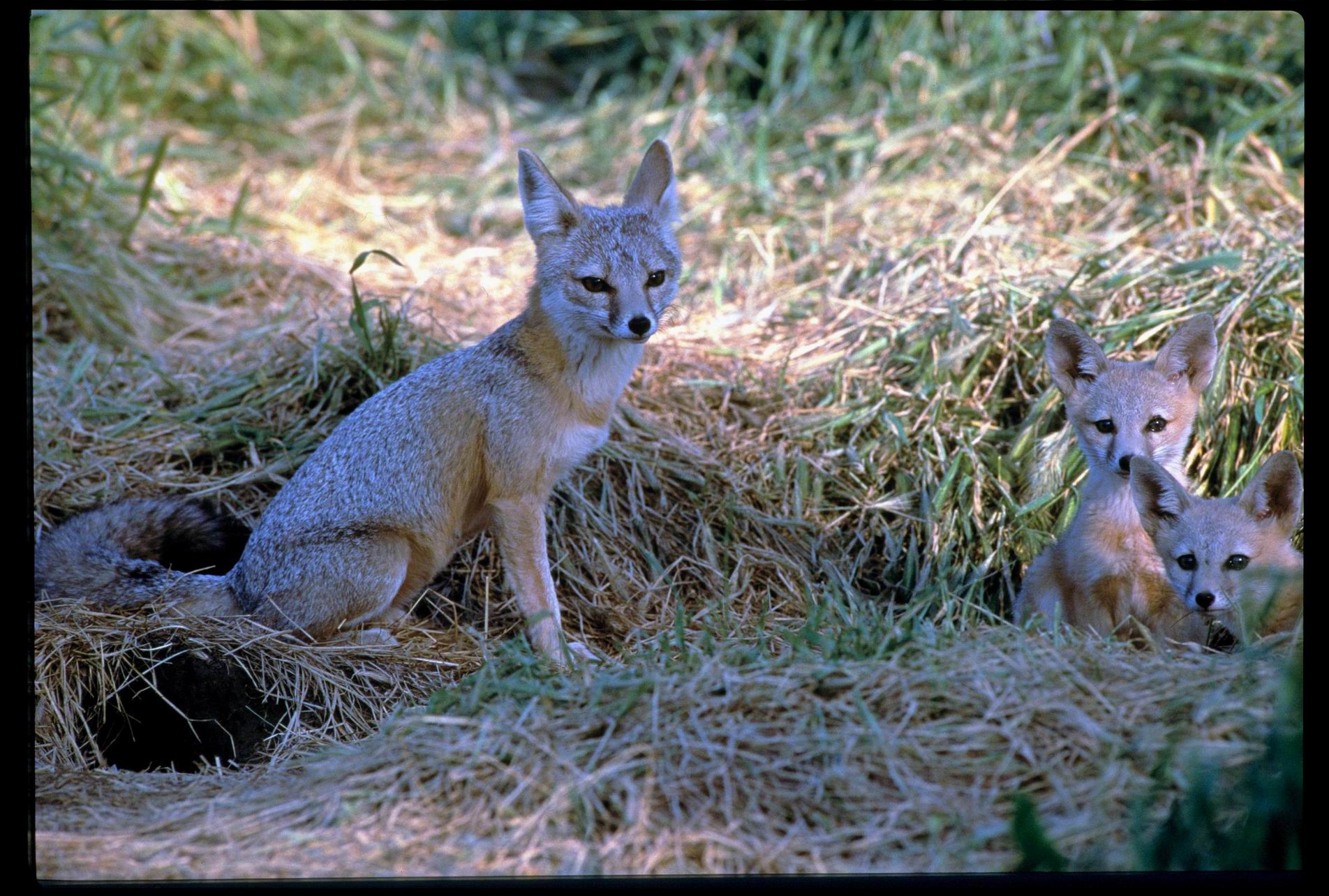 San Joaquin Kit Fox (Vulpes macrotis mutica) and cubs; Image ONLY