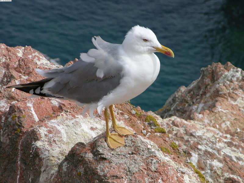 Silver Gull; DISPLAY FULL IMAGE.