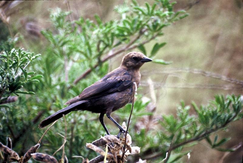 Brown-headed Cowbird female (Molothrus ater){!--갈색머리흑조,향우조(香雨鳥),갈색머리탁란찌르레기-->; DISPLAY FULL IMAGE.