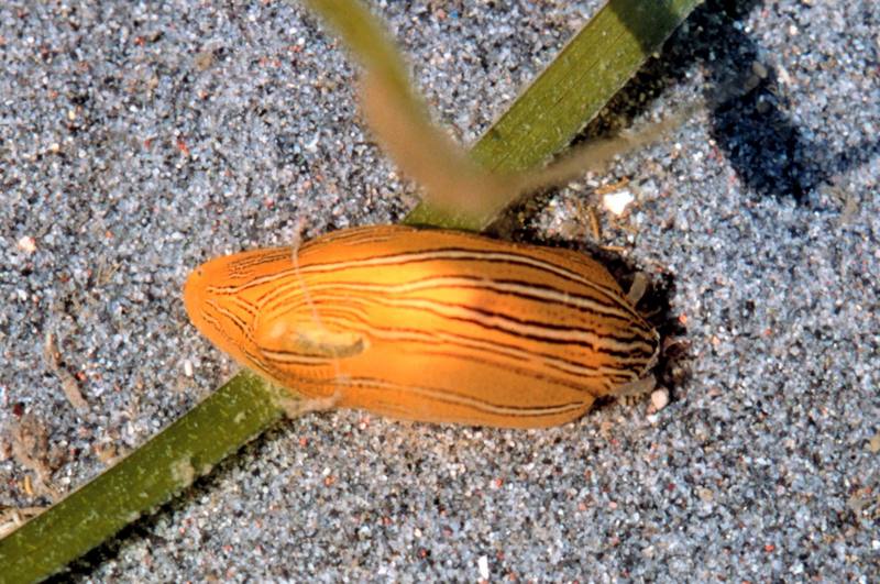 Zebra Leafslug or Eelgrass Nudibranch (Phyllaplysia taylori) {!--거머리말갯민숭달팽이,군소-->; DISPLAY FULL IMAGE.