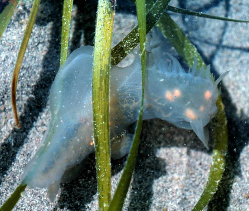 Hooded Nudibranch (Melibe leonina) {!--갯민숭달팽이류-->; DISPLAY FULL IMAGE.