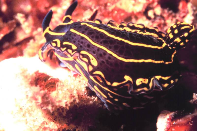 Florida Regal Sea Goddess Nudibranch (Hypselodoris picta) {!--갯민숭달팽이류-->; DISPLAY FULL IMAGE.