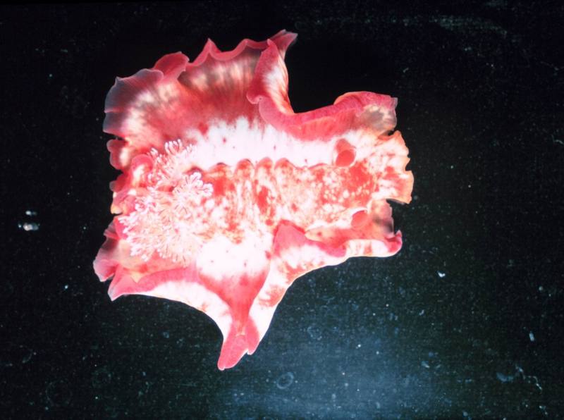 Spanish Dancer Nudibranch (Hexabranchus sanguineus) {!--갯민숭달팽이류-->; DISPLAY FULL IMAGE.