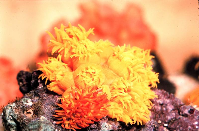 Comouflaged Nudibranch feeding on coral {!--갯민숭달팽이류-->; DISPLAY FULL IMAGE.