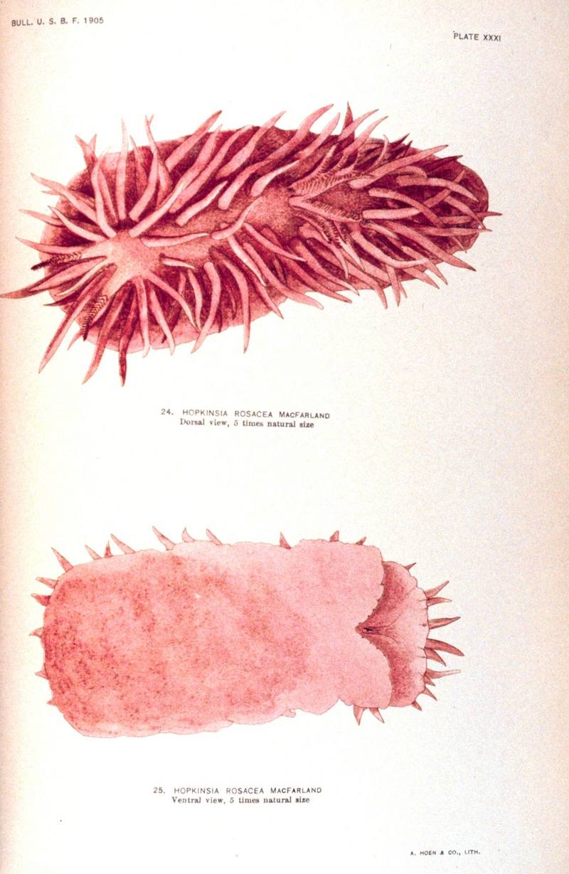 Nudibranch illust {!--갯민숭달팽이류-->; DISPLAY FULL IMAGE.