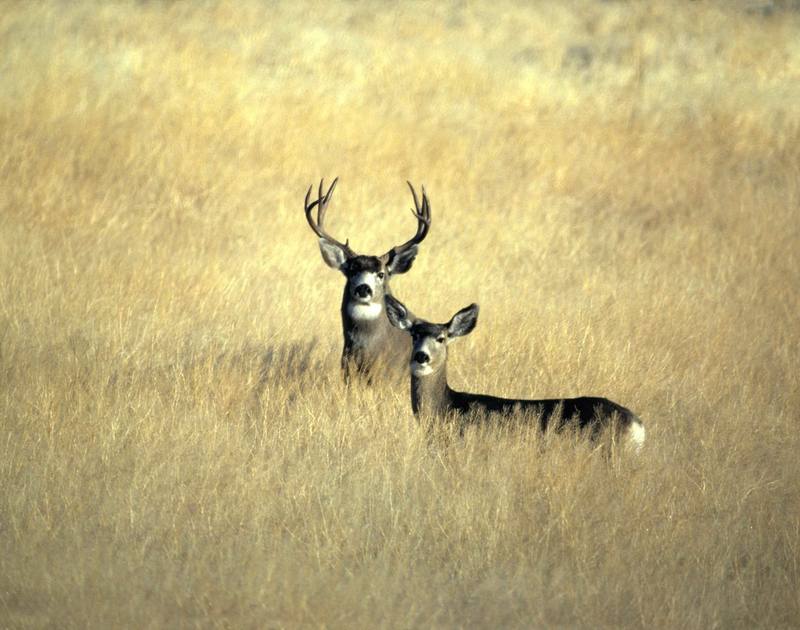 Mule Deer pair (Odocoileus hemionus) {!--검은꼬리사슴-->; DISPLAY FULL IMAGE.