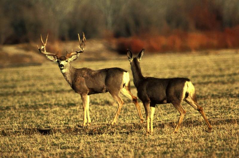 Mule Deer pair (Odocoileus hemionus) {!--검은꼬리사슴-->; DISPLAY FULL IMAGE.
