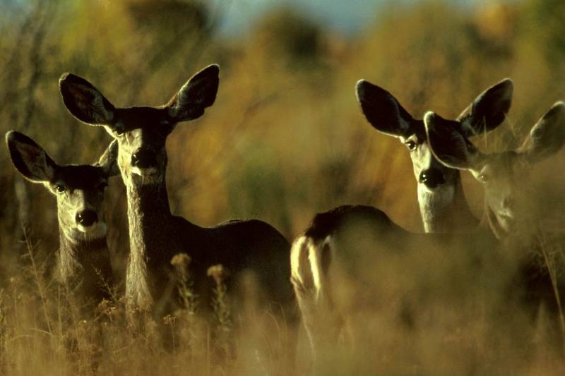 Mule Deer herd (Odocoileus hemionus) {!--검은꼬리사슴-->; DISPLAY FULL IMAGE.