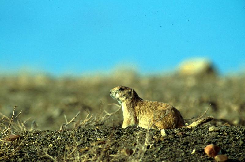 Black-tailed Prairie Dog (Cynomys ludovicianus) {!--검은꼬리개쥐(프레리도그)-->; DISPLAY FULL IMAGE.