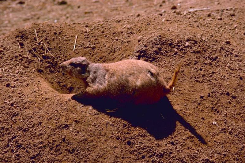 Black-tailed Prairie Dog (Cynomys ludovicianus) {!--검은꼬리개쥐(프레리도그)-->; DISPLAY FULL IMAGE.