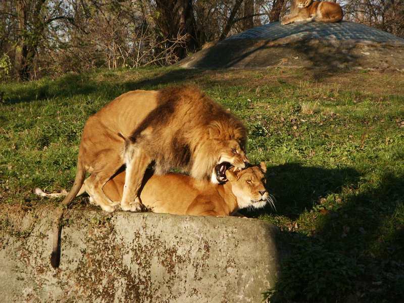 In Warsaw ZOO; DISPLAY FULL IMAGE.