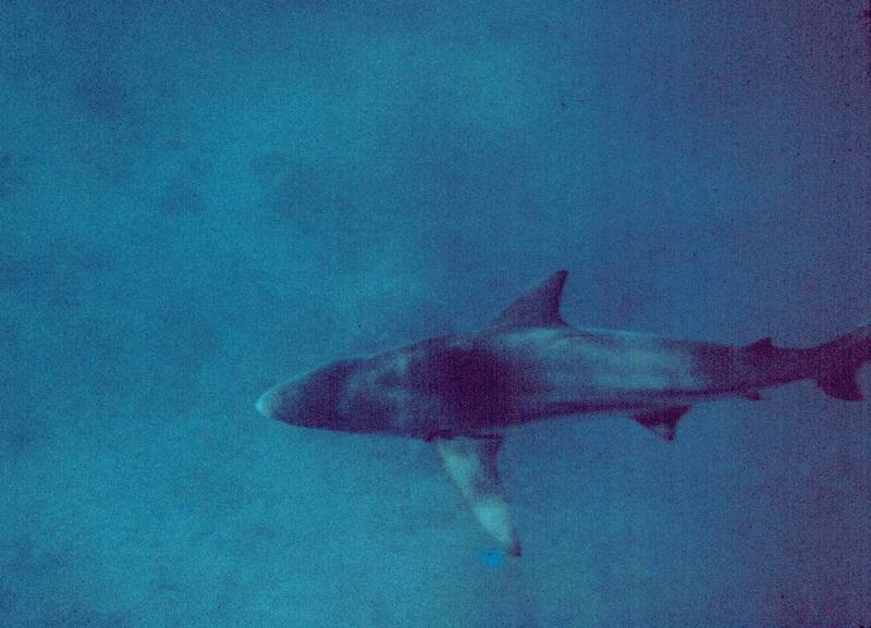 Blacktip Shark (Carcharhinus limbatus) {!--검정지느러미상어-->; DISPLAY FULL IMAGE.