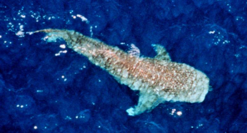 Whale Shark (Rhincodon typus) {!--고래상어-->; DISPLAY FULL IMAGE.