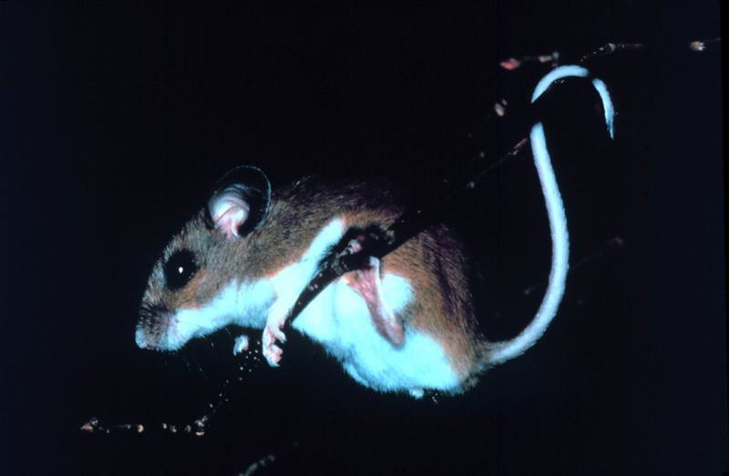 White-footed Mouse (Peromyscus leucopus) {!--흰발생쥐(미국흰발붉은쥐)-->; DISPLAY FULL IMAGE.