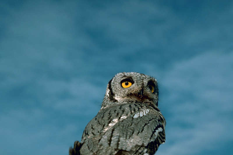 Western Screech-owl (Otus kennicottii) {!--북아메리카서부소쩍새-->; DISPLAY FULL IMAGE.