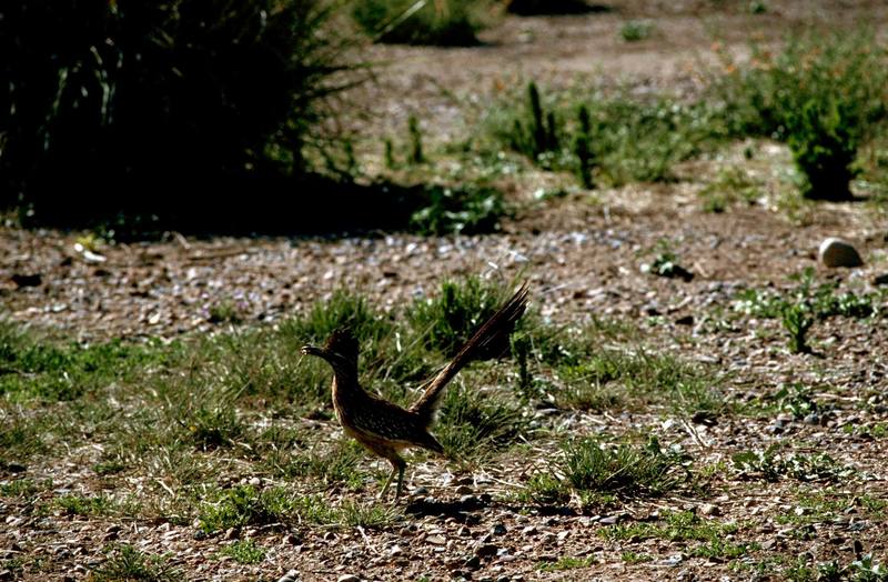 Greater Roadrunner (Geococcyx californianus) {!--큰길달리기뻐꾸기,큰로드러너,큰길달리기새,큰도로경주뻐꾸기-->; DISPLAY FULL IMAGE.