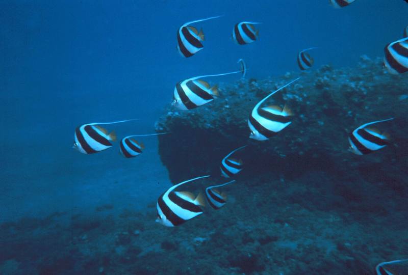 Bannerfish/Featherfin Bullfish (Heniochus acuminatus) {!--두동가리돔-->; DISPLAY FULL IMAGE.