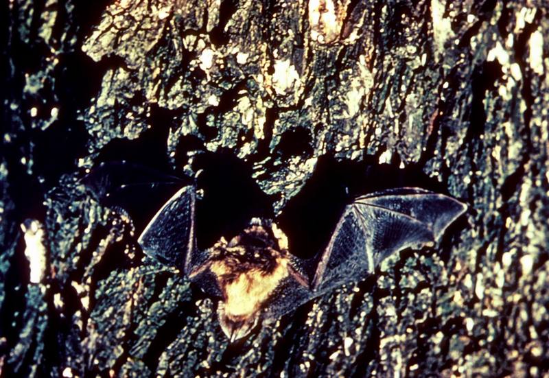 Little Brown Bat (Myotis lucifugus) {!--작은갈색박쥐-->; DISPLAY FULL IMAGE.