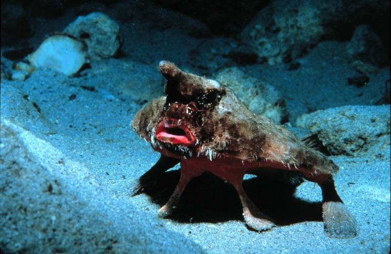 Roughback Batfish (Ogcocephalus parvus) {!--박쥐부치-->; DISPLAY FULL IMAGE.