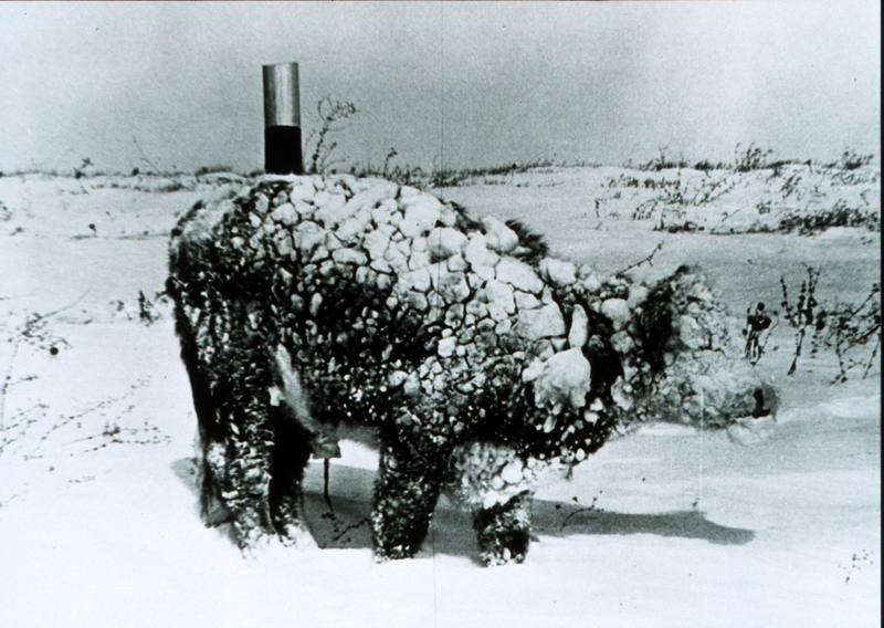 Domesticated Cattle in snow (Bos taurus) {!--소-->; DISPLAY FULL IMAGE.
