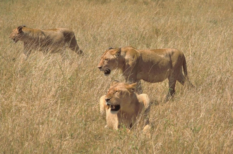 African Lion (Panthera leo) {!--아프리카사자-->; DISPLAY FULL IMAGE.