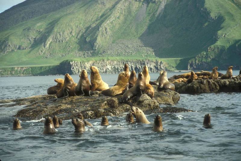 Steller Sea Lion colony (Eumetopias jubatus) {!--큰바다사자-->; DISPLAY FULL IMAGE.