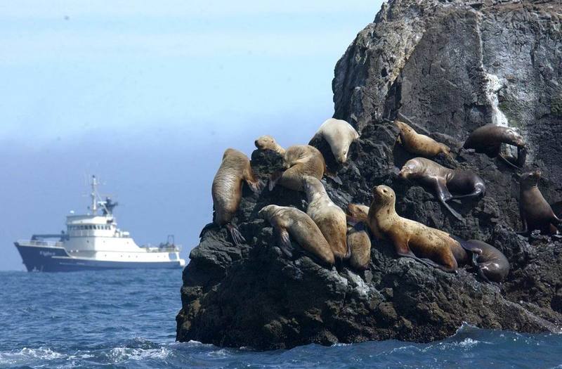 Steller Sea Lion herd (Eumetopias jubatus) {!--큰바다사자-->; DISPLAY FULL IMAGE.