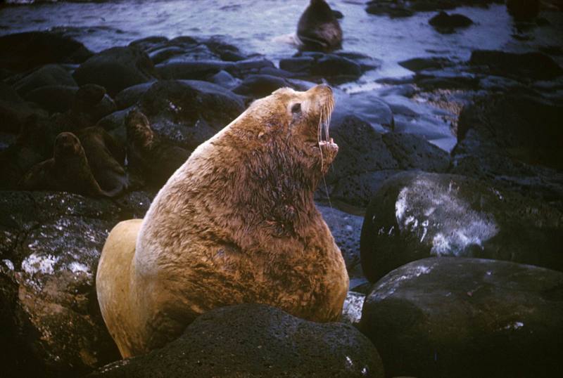 Steller Sea Lion (Eumetopias jubatus) {!--큰바다사자-->; DISPLAY FULL IMAGE.