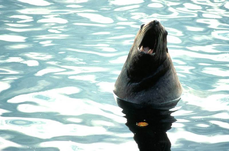 California Sea Lion (Zalophus californianus) {!--(캘리포니아)바다사자-->; DISPLAY FULL IMAGE.