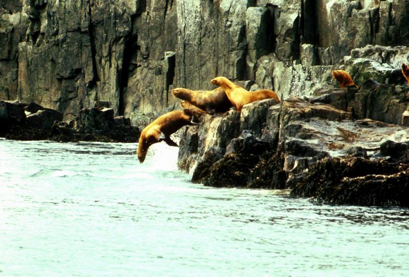 Steller Sea Lion group (Eumetopias jubatus) {!--큰바다사자-->; DISPLAY FULL IMAGE.