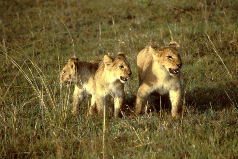 African Lion cubs (Panthera leo) {!--아프리카사자-->; DISPLAY FULL IMAGE.