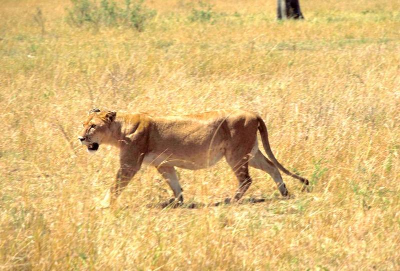 African Lion, lioness (Panthera leo) {!--아프리카사자-->; DISPLAY FULL IMAGE.