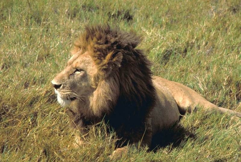 African Lion, male (Panthera leo) {!--아프리카사자-->; DISPLAY FULL IMAGE.