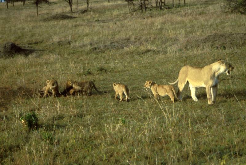 African Lion with cubs (Panthera leo) {!--아프리카사자-->; DISPLAY FULL IMAGE.